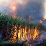 sugarcane-field_600x362