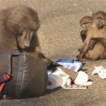 baboon-with-satchel_600x398