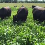 cattle-in-maize