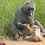 baboon-steals-lunch