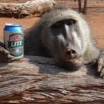 Baboon beer_600x399