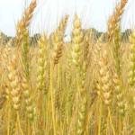 winter-crop-wheat