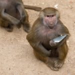 monkey-holding-phone