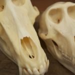 baboon-skulls_600x362
