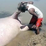 One-of-the-hippopotamuses-which-was-gunned-down