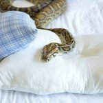 snake-bed_599x400