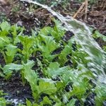 garden-vegetables