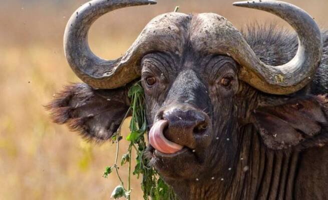 HORROR: Woman thrown mid-air and gored by buffalo while for manure near sewer ponds | My Zimbabwe News