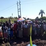 found-dead-in-maize-field