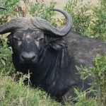 very-angry-buffalo