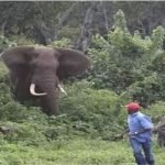 Elephant-chase-flee-run