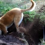 stop-digging-dog