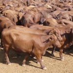 heifers-cattle