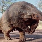 pangolin