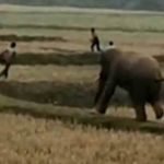 elephant chasing