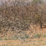 quelea-birds