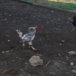 rooster-cock-woman-attack