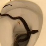 snake-toilet