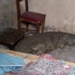 Crocodile found