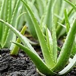 aloe-vera