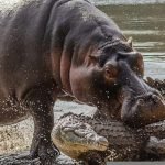 hippo-crocodile