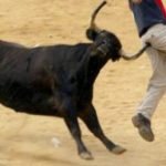 bull-attack