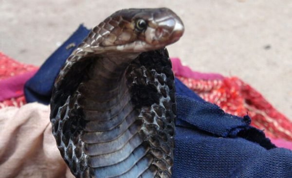 Gokwe sangoma who was caught with satchel containing 2 deadly cobra ...