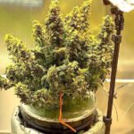 How to Prune and Train Autoflower Plants for Maximum Yield